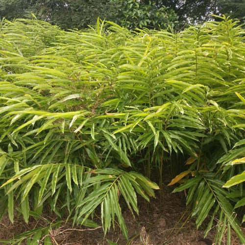 砂仁春砂仁根新鲜阳春特产产生天然种植沙仁砂仁