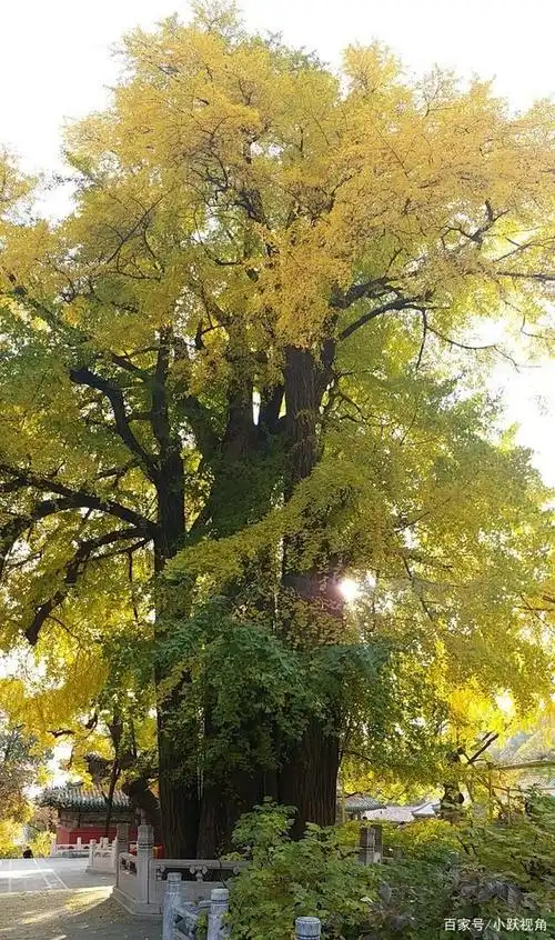 古树,因其树龄久远,枝干挺拔茂盛,总能引人浮想联翩.