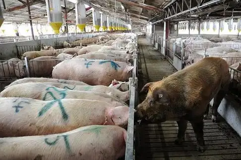 行情不好,这些猪养猪人要淘汰,猪场才有下个机会_母猪_时候_周期