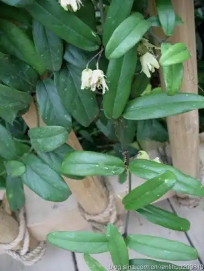 文章 全草类 蛇王藤 (广州部队《常用中草药手册》) 【异名】双目灵