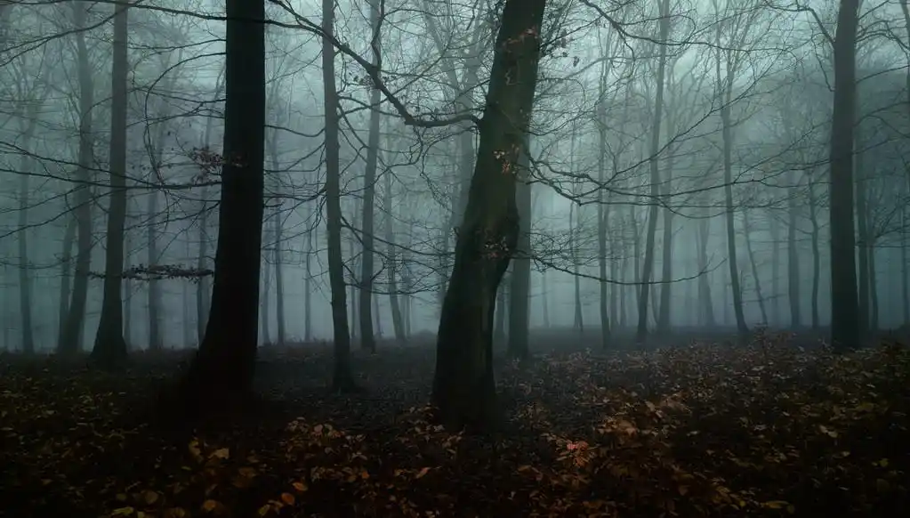 秋林,黑暗秋天的树林