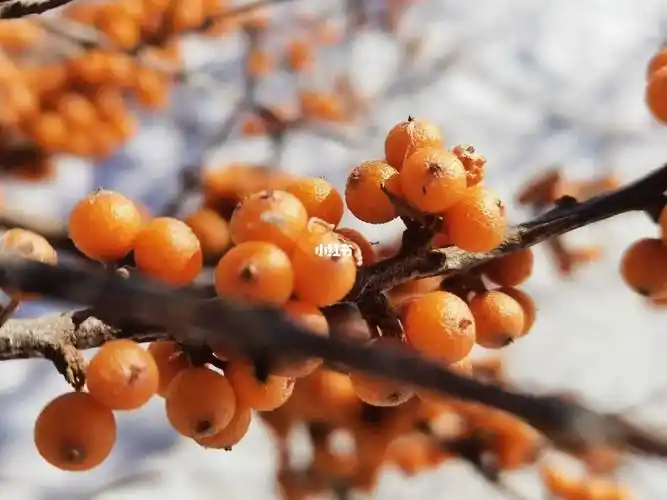 沙棘果