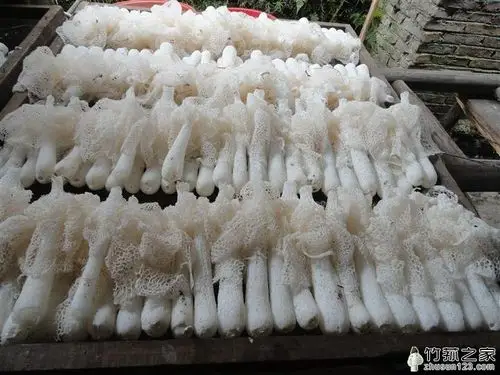 提示该竹荪可能变质,这时我们再通过闻气味的方法辨别2未变质的竹荪