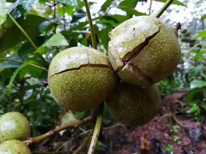 大理漾濞新鲜山核桃成熟啦