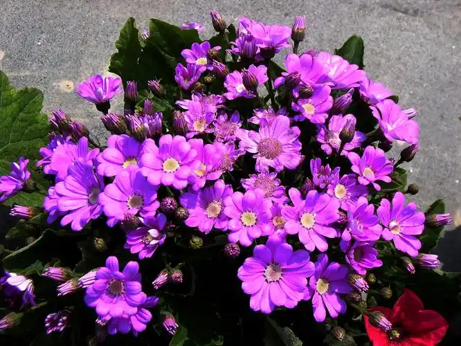 瓜叶菊菊科瓜叶菊属