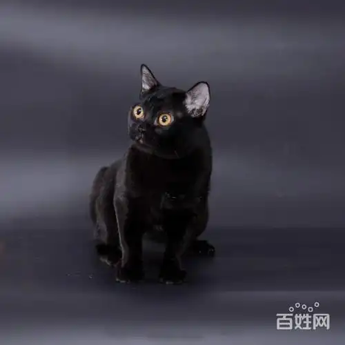 孟买猫视频 孟买猫好养吗 孟买猫怎么养 舟山哪里有