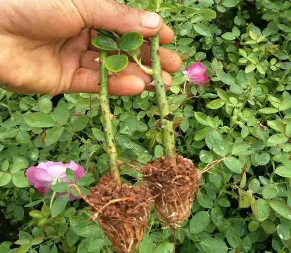 苗--月季苗_云南鑫鑫玫瑰种苗基地|玫瑰苗|月季苗|玫瑰小苗|玫瑰花苗