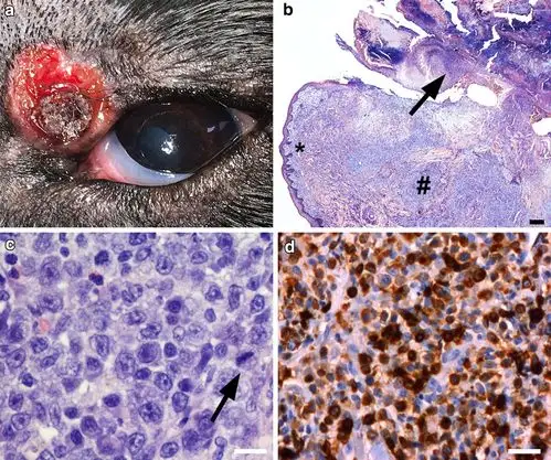 t cell-lymphoma in the eyelid of a 9-year-old english setter