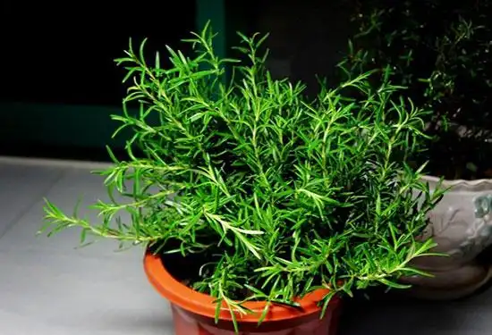 迷迭香的功效与作用介绍