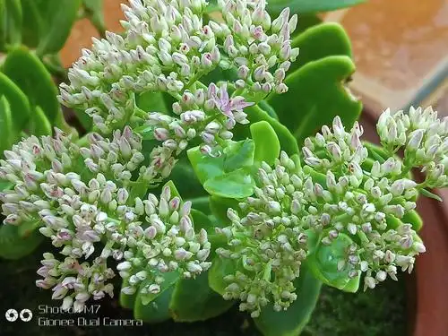 玉树开花难得一见