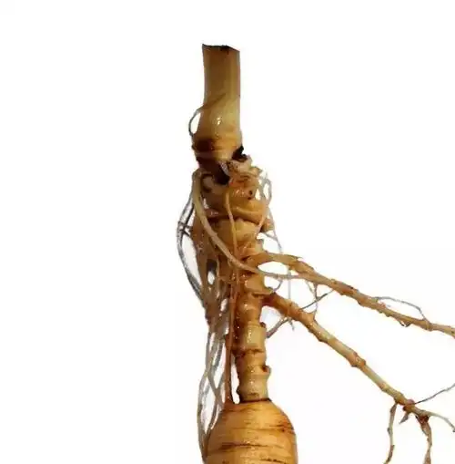 参仙源五形六体大揭秘看芦头识野山参