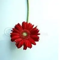 蔷薇花女性微信头像点击鼠标右键下载