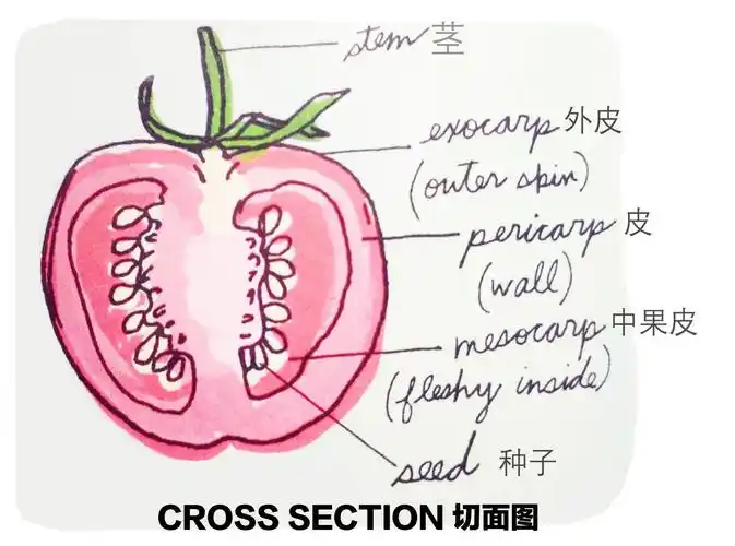 童年课堂解剖农场lesson23
