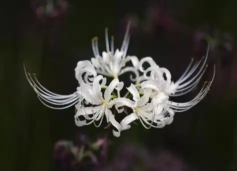 白两种,白色的叫曼陀罗华,而且彼岸花的花语是优美纯洁,而曼珠沙华的