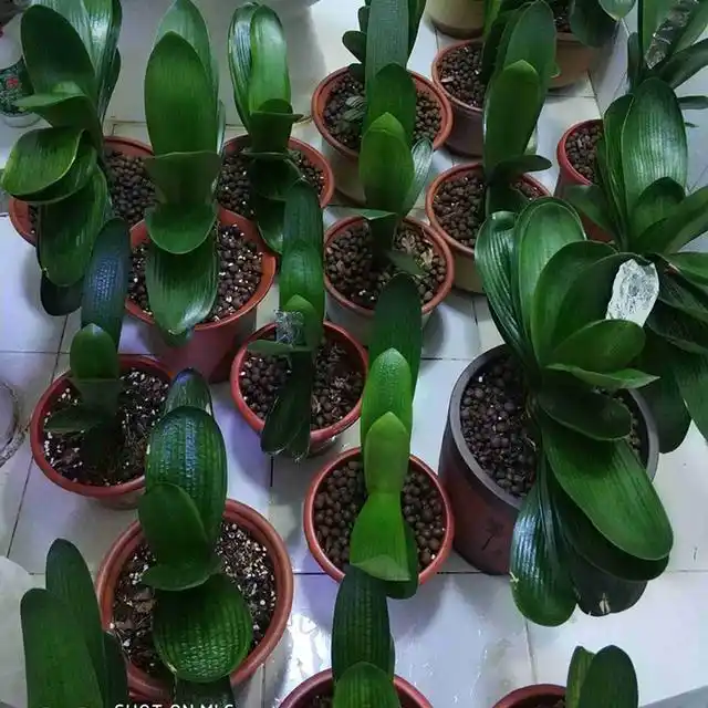 君子兰幼苗,用"浓缩法",2年长成大块头,"红花箭"挂满枝头