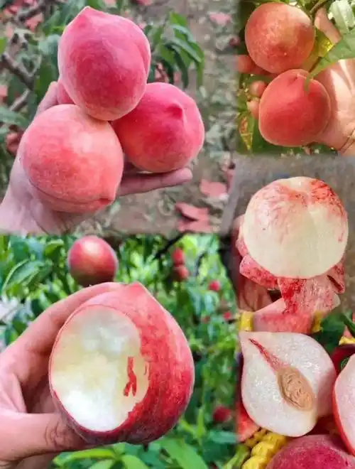 【春雪水蜜桃】69.9元3斤大果!