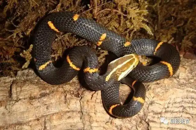 中国27种毒蛇之一,又名白头蛇,头部白色,有浅褐斑纹.躯,尾背面紫褐色.