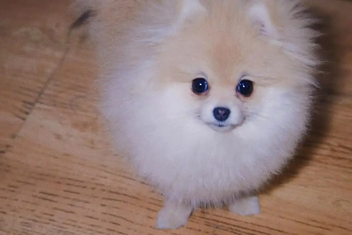 球体小博美  出售 种母  2022.7. - 抖音