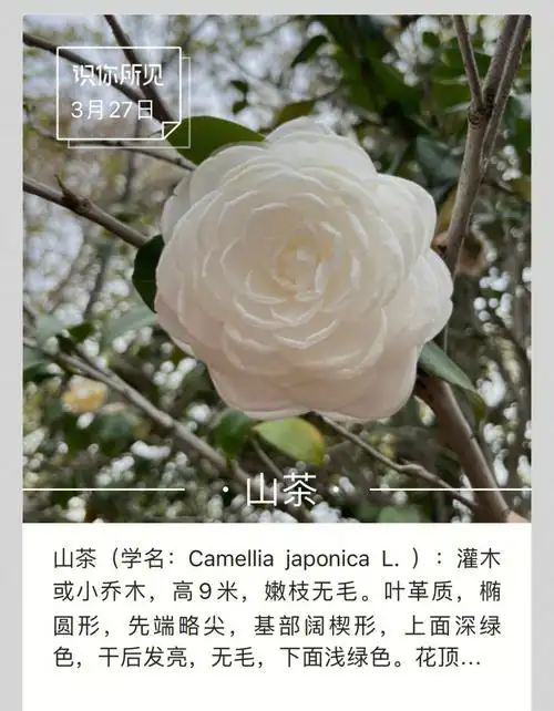 太漂亮了洁白无瑕,迎风绽放,像医护人员一样白色山茶花花语:11566