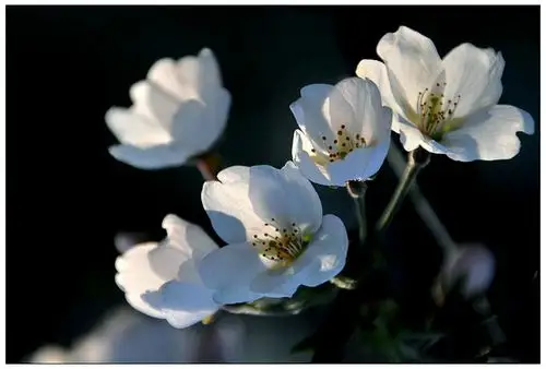 羞花放绽喜自尽,春暖寒枝报艳来.