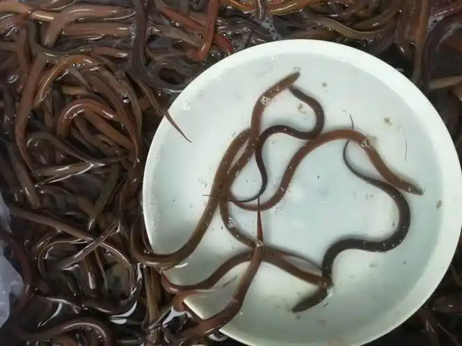 江西黄鳝种苗批发常年出售进口高成活率种苗