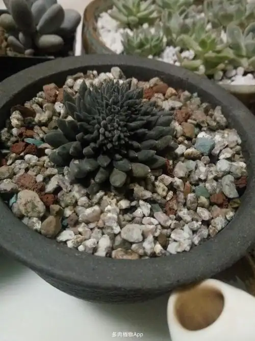 缀化滇石莲!长的好慢!