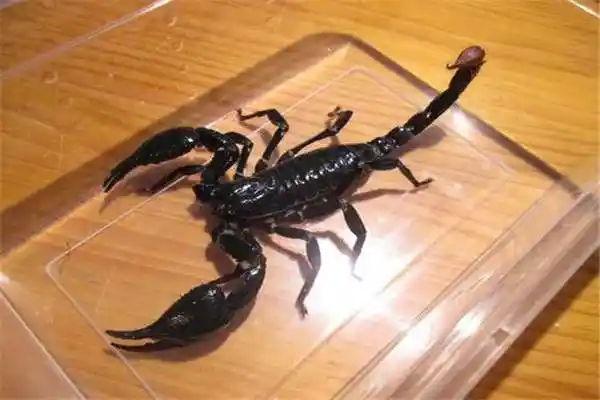 马来西亚雨林蝎能够在国内受到欢迎的原因是这里能够满足它们喜欢的