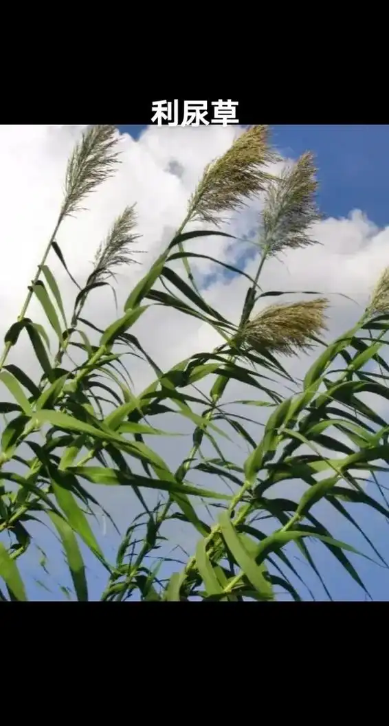 芦苇根#学名:利尿草 - 抖音