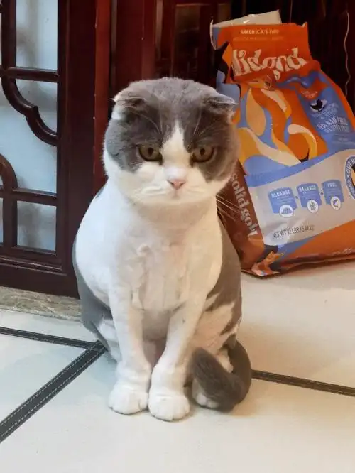 好像想刀了我#猫咪日常  #猫  #猫咪剃毛