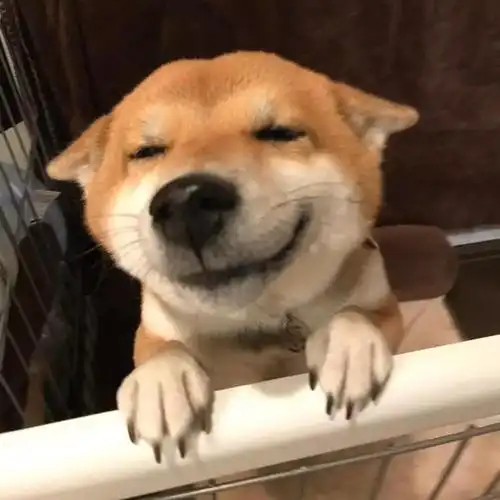 感动又好笑!每次主人回家,这只狗子就会摆出谄媚的表情