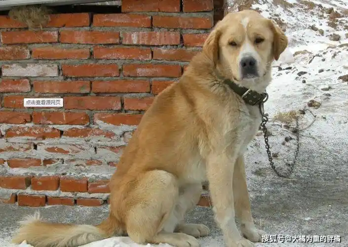 中国常见的十大城市禁养犬,中华田园犬我怎么也没想到会上榜!_狗狗