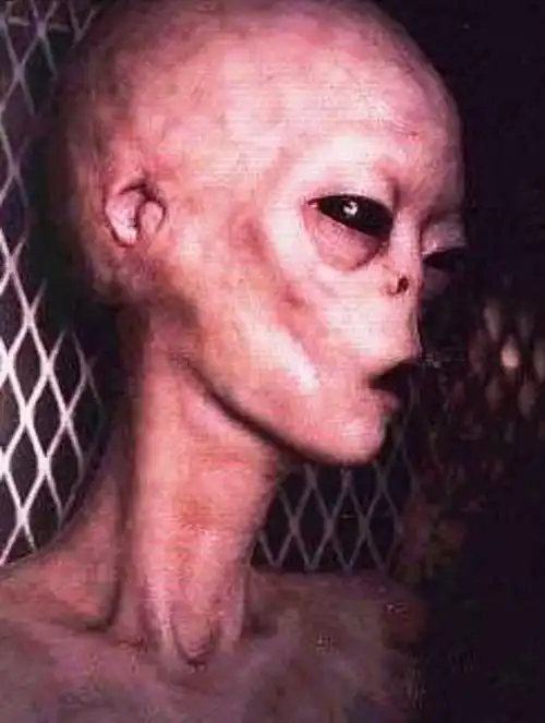 ufo新闻之小灰人背后的企图|ufo|罗斯威尔|外星人|希尔_网易订阅