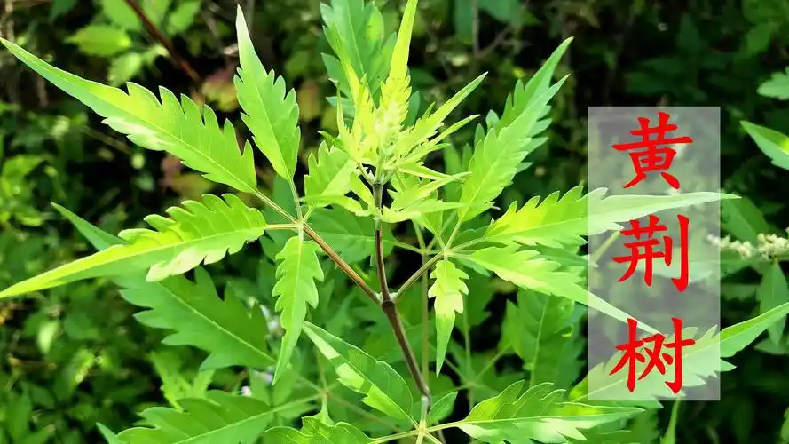 常见的植物黄荆树,好多人不知道它有啥价值?摘些回家煮水