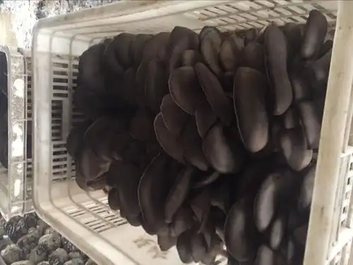 供应大量优质平菇色泽鲜艳