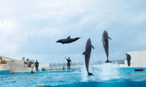 海昌海洋公园在三亚尝试放弃"主题公园"模式