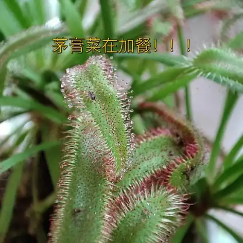 茅膏菜