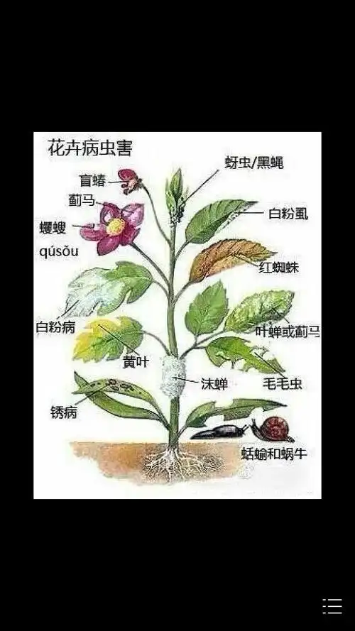 植物病虫害的这种症状如图所示.