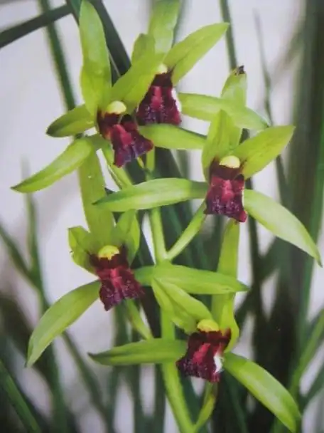 九子大花蕙兰多少钱,九子大花蕙兰多少钱一棵(一个极具潜力的兰花品种