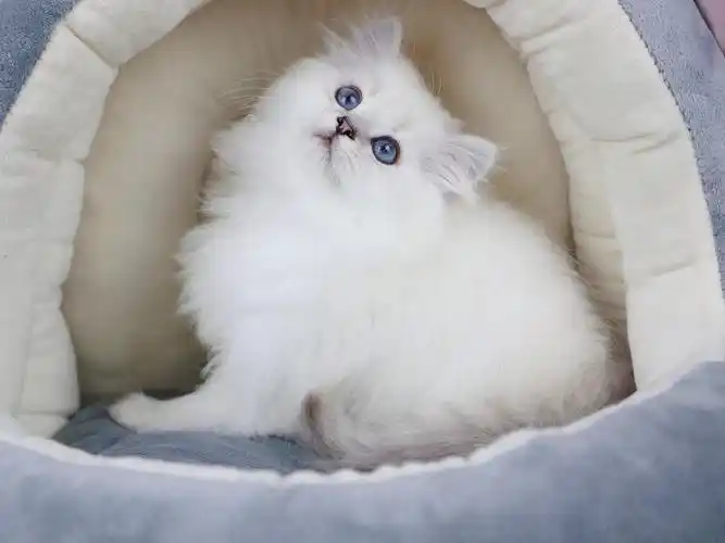 杭州拱墅区 英国长毛猫 蓝眼银点公 3个月大 疫苗两.