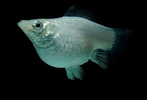 红鹦鹉优惠专场,最新打折特卖商品,淘宝天猫优惠券领取-35优惠券网站