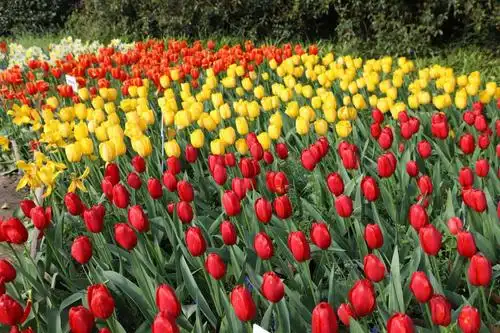 3.17杭州太子湾公园郁金香花展纪实照片 摄影:杨洪友