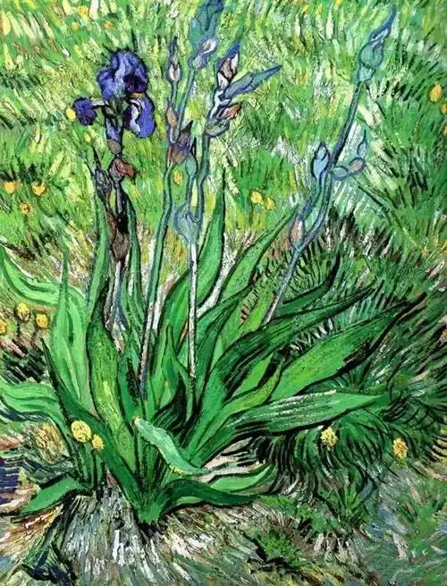 鸢尾花梵高油画作品