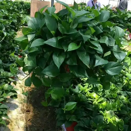 盆栽120株巨无霸大盆绿萝室内大型绿植甲醛植物绿植
