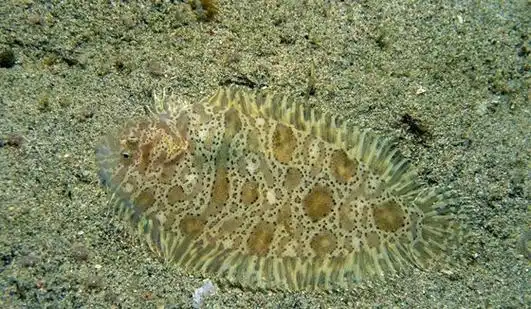 为什么比目鱼会变色比目鱼变色原理