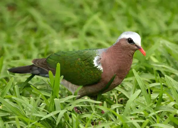 中等体型,尾甚短的地栖型 a target="_blank" href="/item/斑鸠/2527"