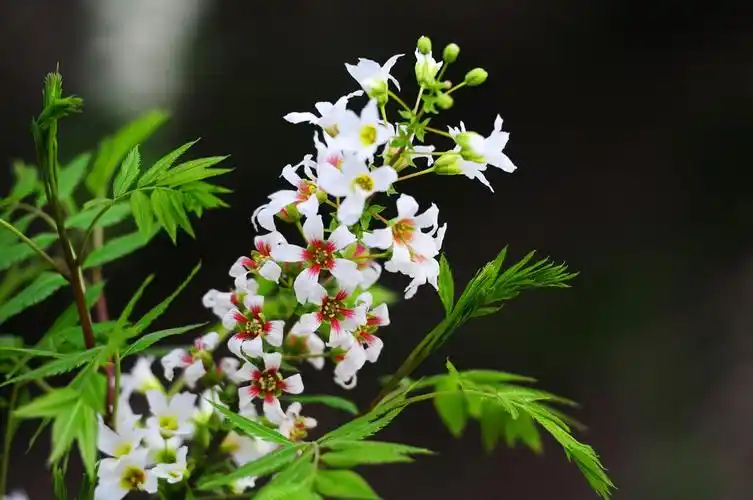 文冠果价格是多少,文冠果生长习性如何?