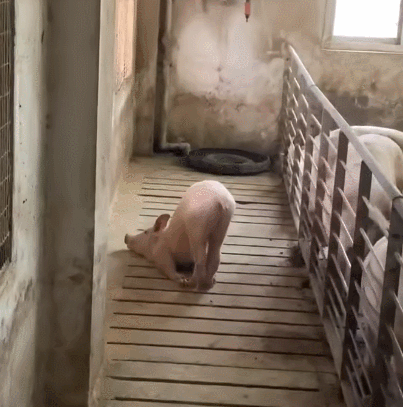 谁能告诉我,它在干什么?这难道就是睡觉的新姿势?