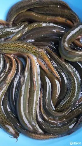 刺鳅鱼苗 本鱼场批发,冷水观赏鱼苗 耐活易养 中华刺鳅苗 小刺鳅苗