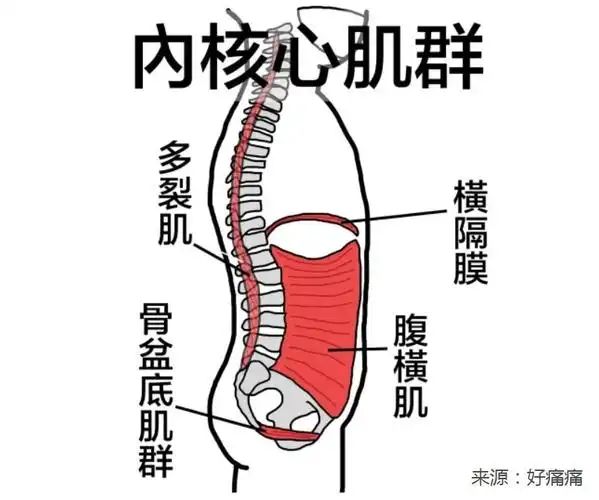 內核心肌群包括:这些深层的肌肉直接连接在脊椎上,收缩以维持脊椎的