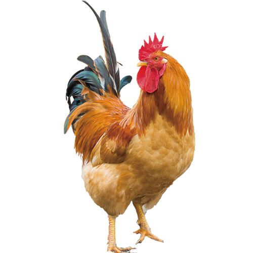 公鸡田牌阉新鲜整鸡1500g龙岩长汀河田鸡散养300天整鸡